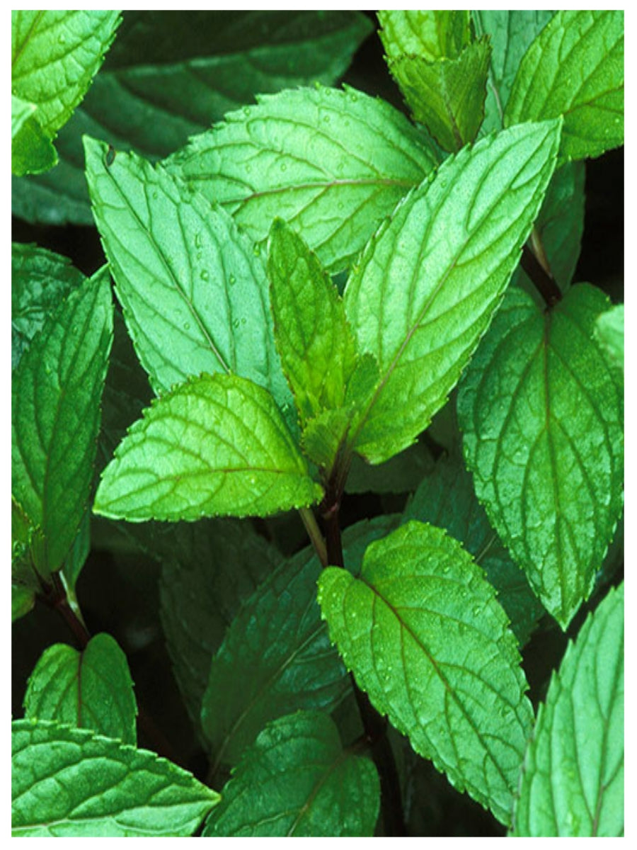 Wet Stuff Peppermint 100g Water Based Lubricant