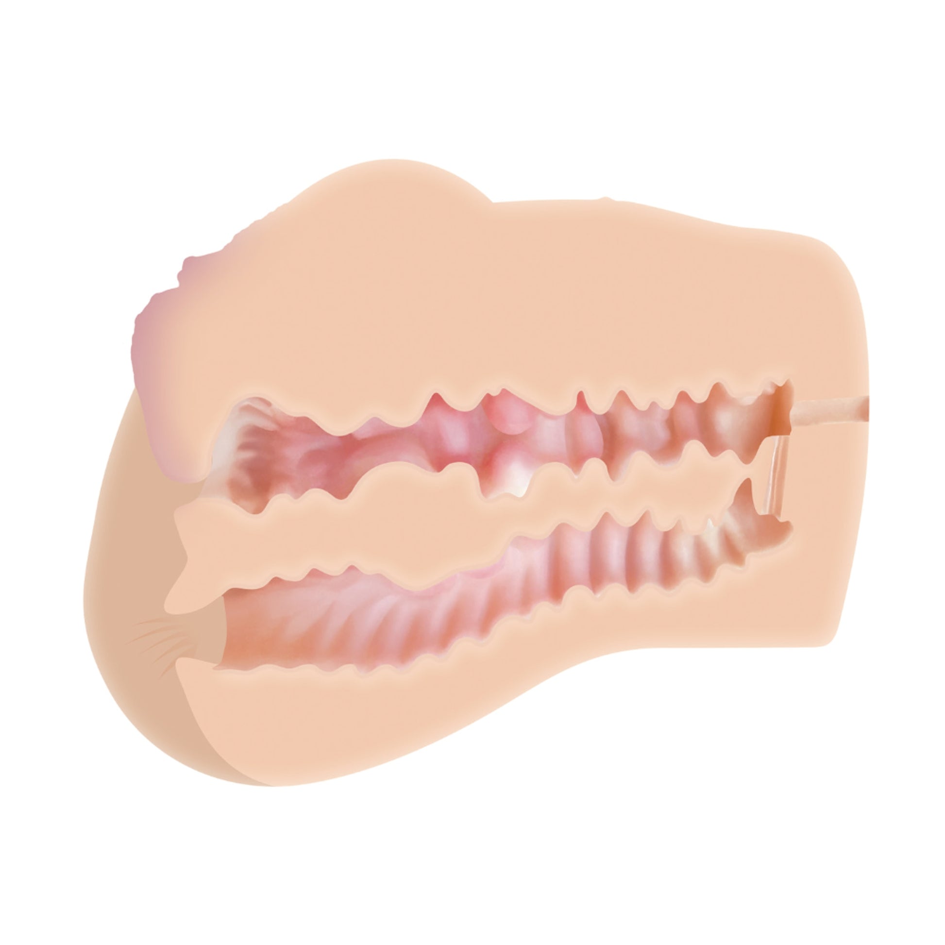 Cutaway view showing dual textured internal canals